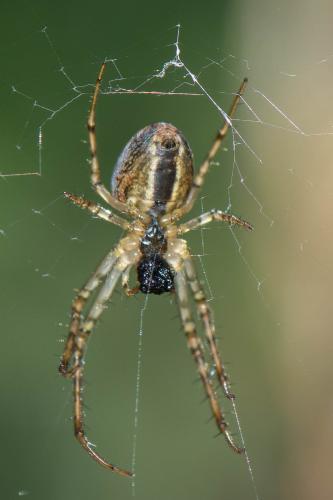 Metellina mengei