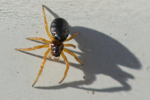 Réf. 271 253 : Hypsosinga sp.