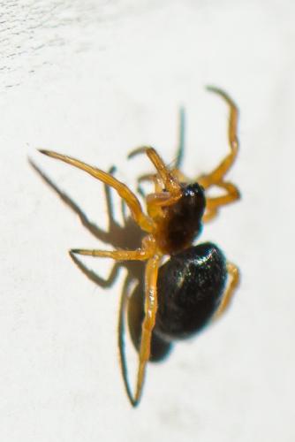 Réf. 271 254 : Hypsosinga sp.