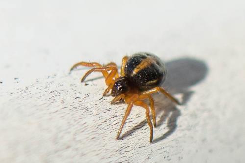 Réf. 271 246 : Hypsosinga sp.