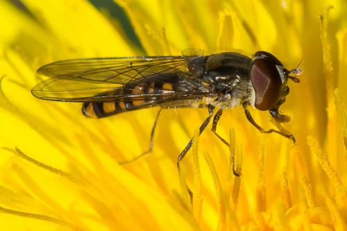 Episyrphus balteatus