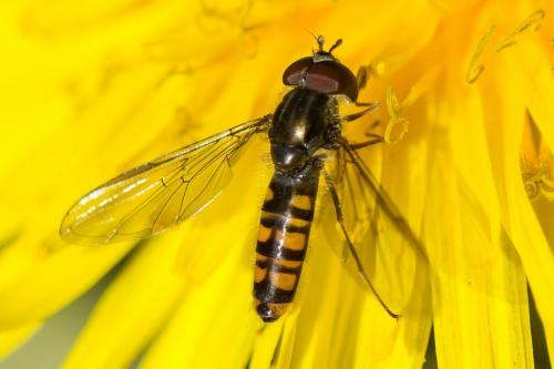 Réf. 271 520 : Episyrphus balteatus
