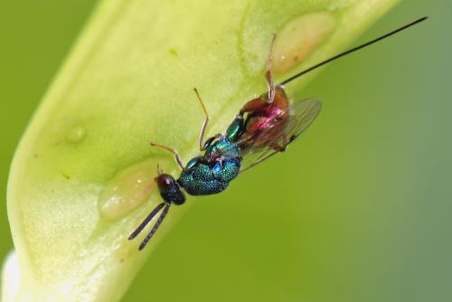 Torymus calcaratus