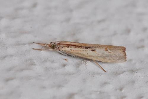 Réf. 271 006 : Agriphila geniculea