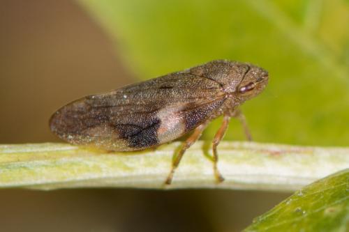 Aphrophora alni
