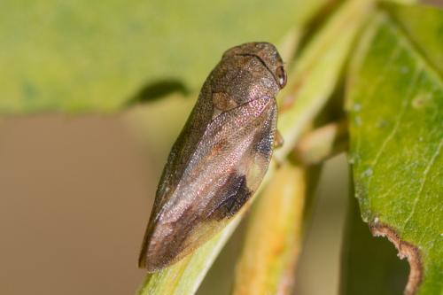 Aphrophora alni