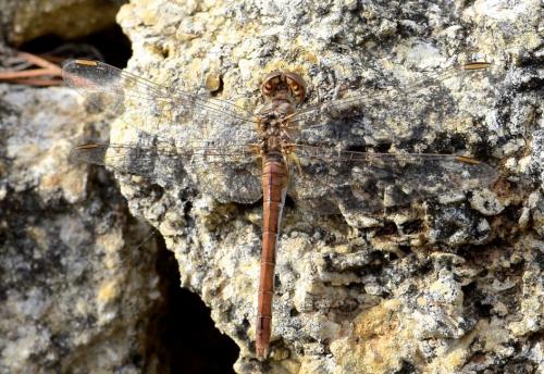 Sympetrum meridionale