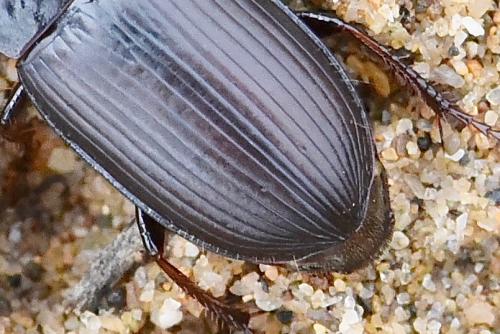 Réf. 271 113 : Harpalus tardus
