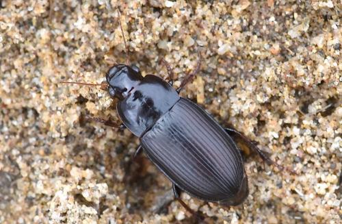 Réf. 271 084 : Harpalus tardus