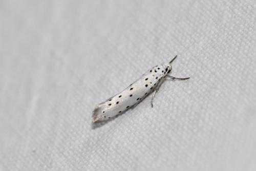 Yponomeuta sp.
