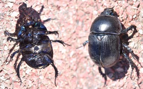 Réf. 271 616 : Geotrupes spiniger