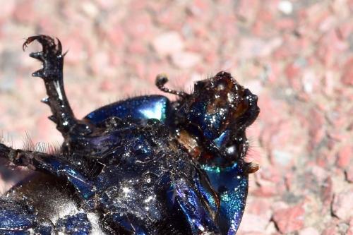 Réf. 271 619 : Geotrupes spiniger