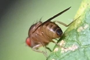 Drosophila sp.