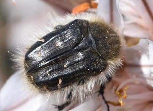 Réf. 271 243 : Tropinota sp.