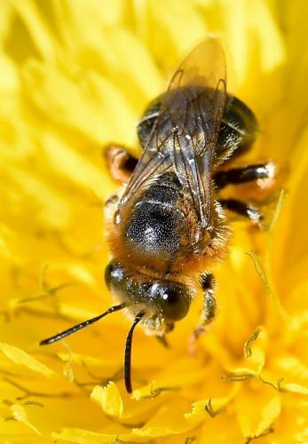 Réf. 271 209 : Eucera oraniensis
