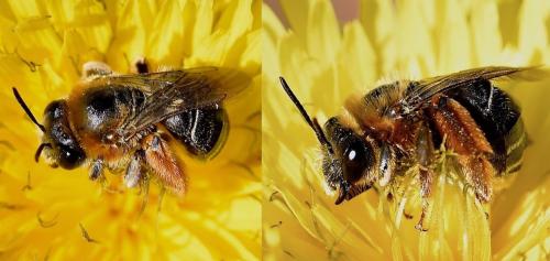 Eucera oraniensis