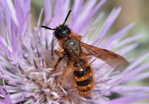 Réf. 271 499 : Dasyscolia ciliata