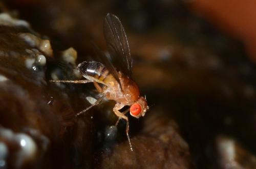 Drosophila melanogaster