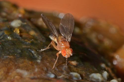 Drosophila melanogaster