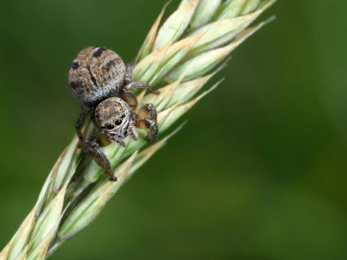 Evarcha arcuata