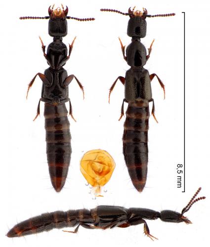 Réf. 271 522 : Gyrohypnus fracticornis