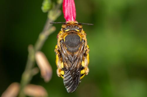 Anthidium florentinum