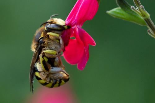 Réf. 271 230 : Anthidium florentinum