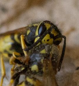 Vespula germanica