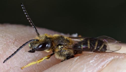 Halictus langobardicus