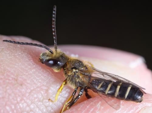Halictus langobardicus