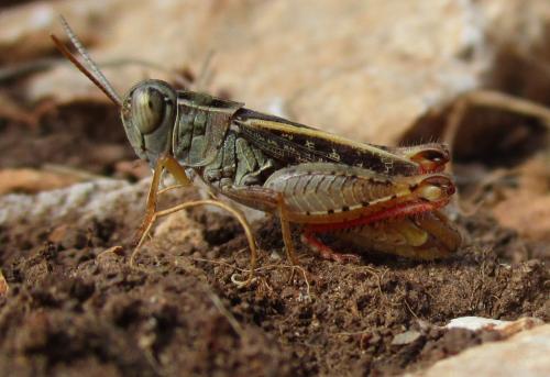 Réf. 271 309 : Calliptamus sp.