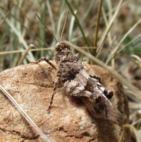 Réf. 271 447 : Oedipoda sp.