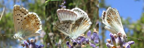Réf. 271 765 : Polyommatus sp.