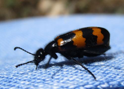 Réf. 271 948 : Mylabris variabilis