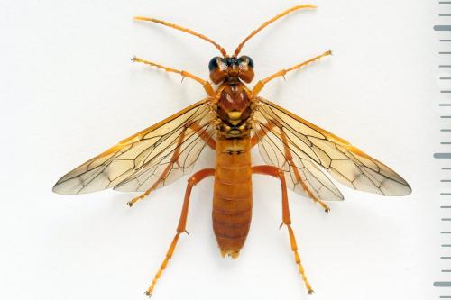 Tenthredo adusta
