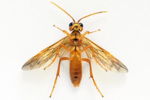 Tenthredo adusta