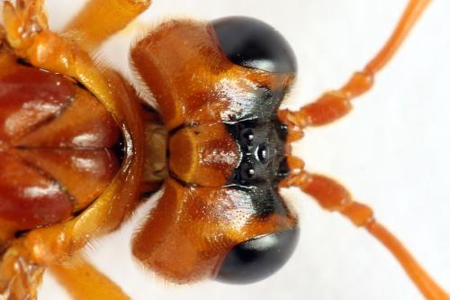 Tenthredo adusta