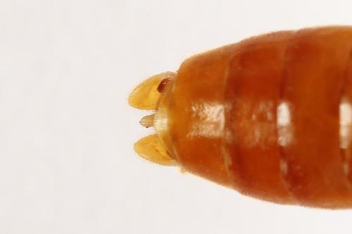 Tenthredo adusta