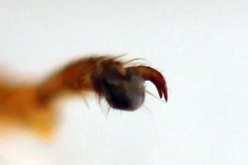 Tenthredo adusta