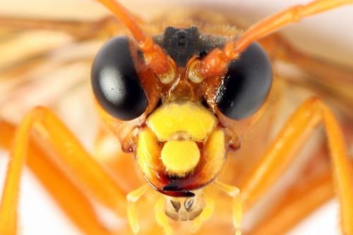 Tenthredo adusta