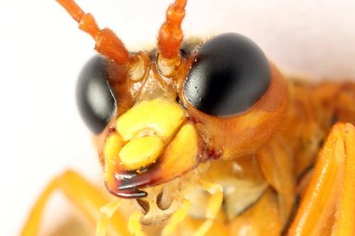 Tenthredo adusta