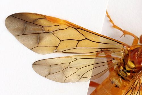 Tenthredo adusta