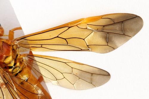 Tenthredo adusta