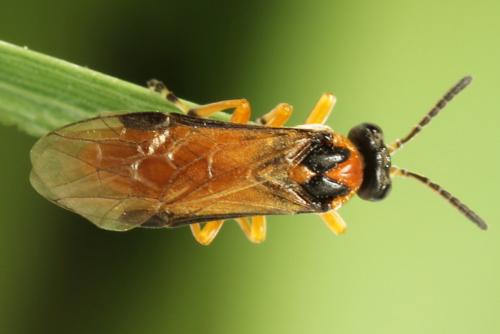 Réf. 271 857 : Athalia rosae