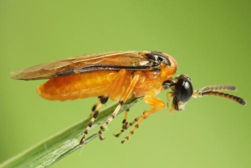 Réf. 271 856 : Athalia rosae