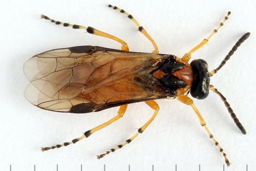 Réf. 271 858 : Athalia rosae