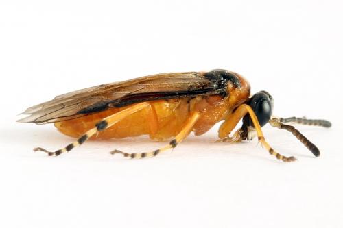 Réf. 271 859 : Athalia rosae