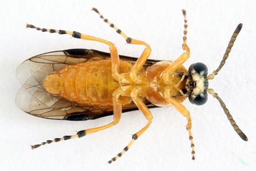 Réf. 271 860 : Athalia rosae
