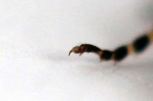 Réf. 271 861 : Athalia rosae