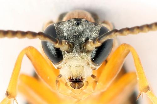 Réf. 271 862 : Athalia rosae